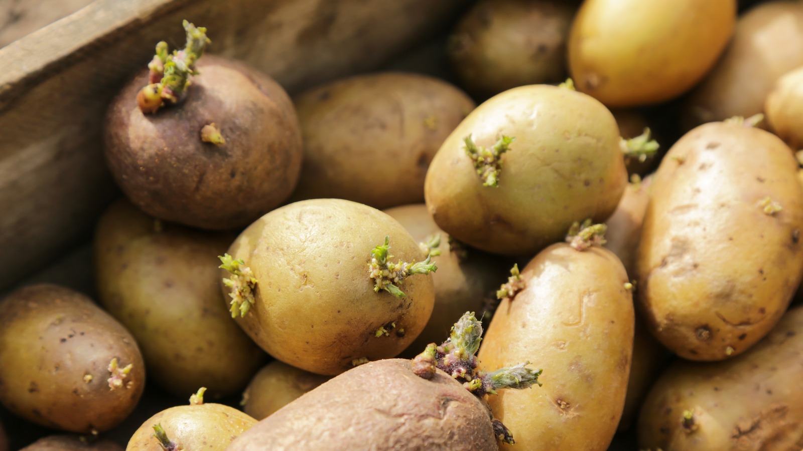 Don't Be Scared Of Eyes On Your Potatoes, They're Totally Harmless