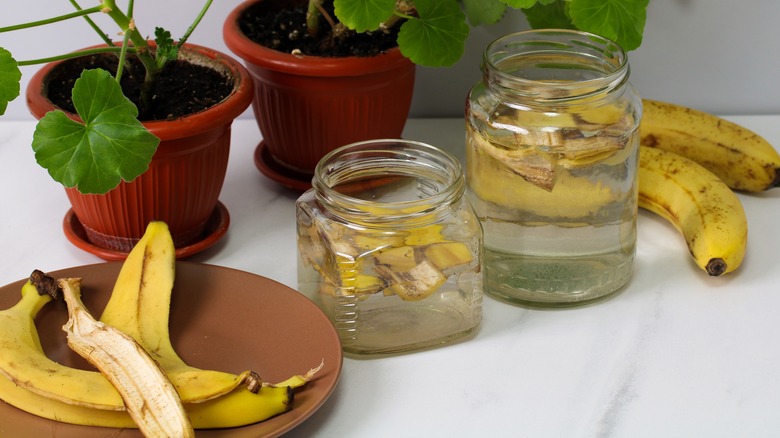 Banana peels, banana tea, and plants