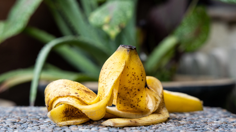 Bananas peels outside near garden