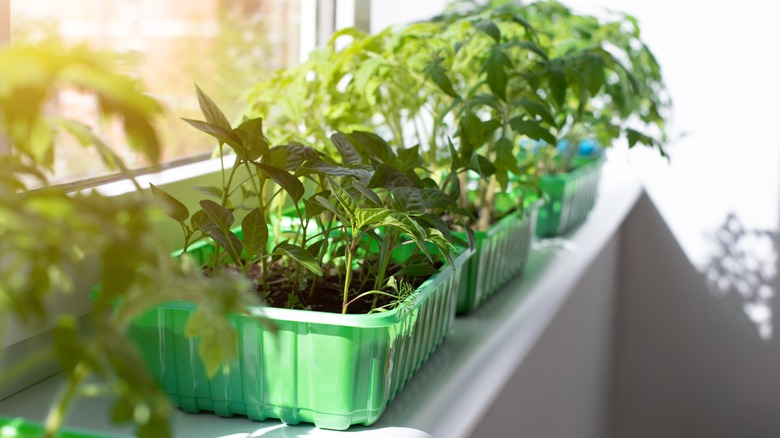 Green plastic tubs full of various plants sit by a sun-filled window