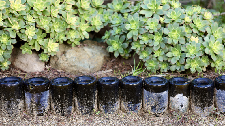 Repurposed wine bottles to create a border around plants in a garden.