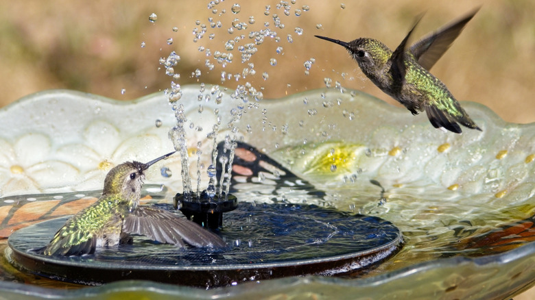 Two hummingbirds in a bubbler fountain.