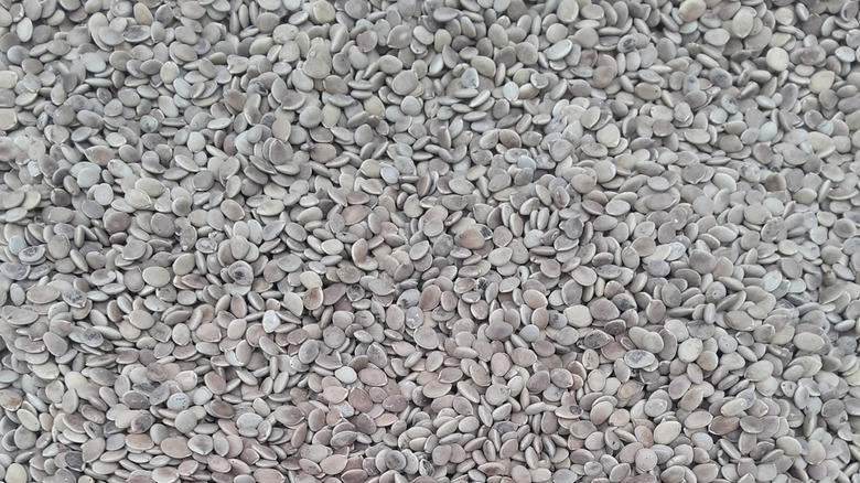 seeds from Melon Loco called acualaistas