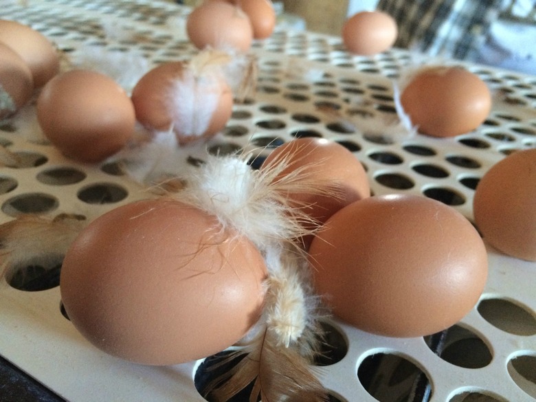 amish eggs