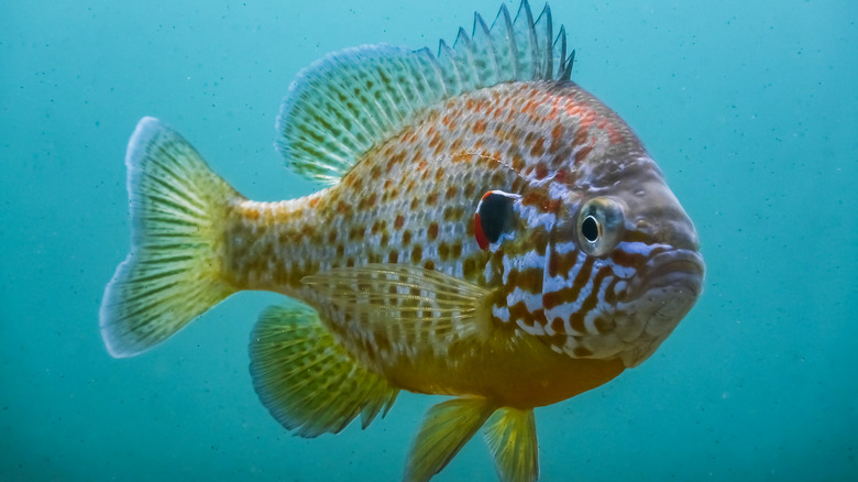 pumpkinseed fish