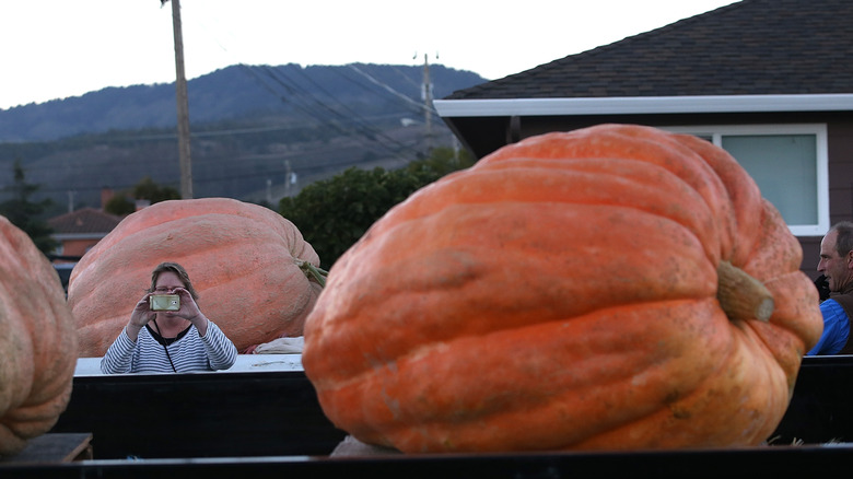largest pumpkin competition