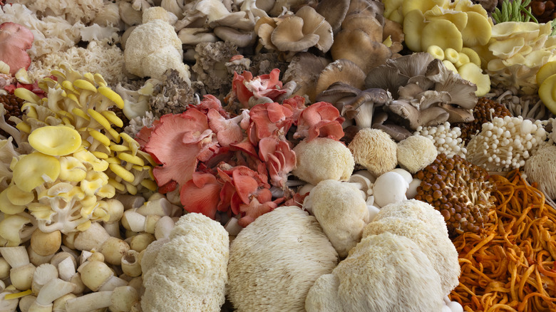 Various mushrooms in different colors
