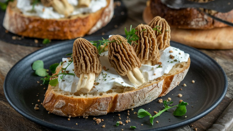 Morel mushrooms on bread with greens