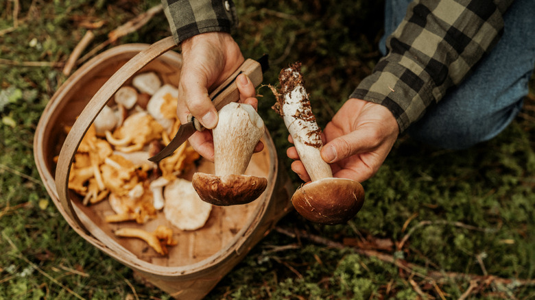 Man with basket of foraged mushrooms in the forest