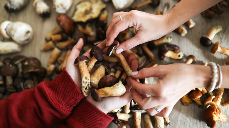 Two pairs of hands selecting mushrooms