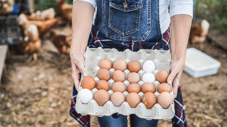Farmer holding eggs