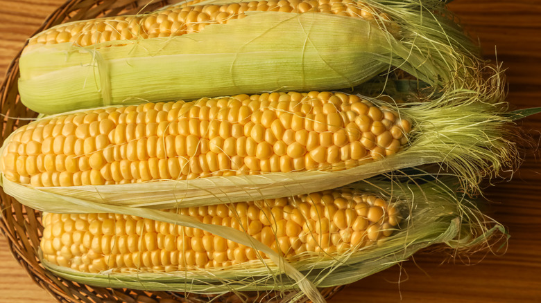 Golden cobs of corn with half the husk peeled sit in a stack.