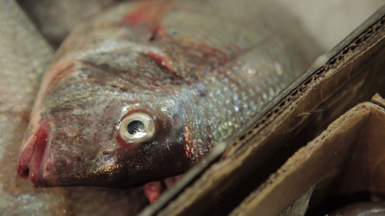 Fish-Close-Up