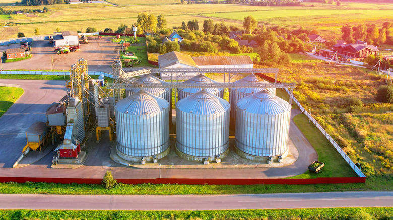Silos for wheat grains