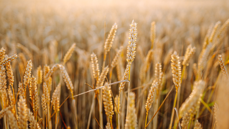 A field of wheat