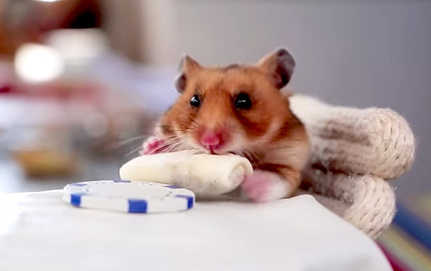 Friday Distraction: Watch An Adorable Hamster Eat A Tiny Burrito