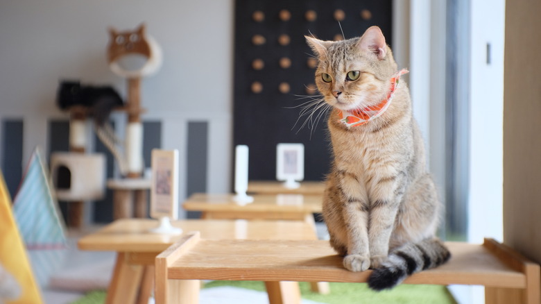 cat on table in cat cafe