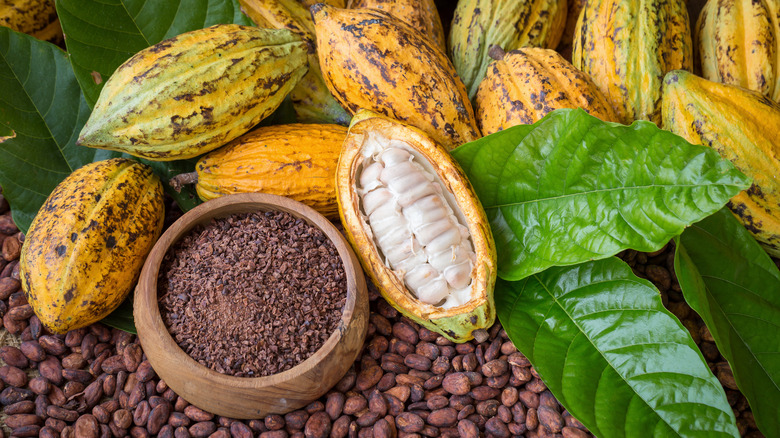 Ripe cacao pods on top of dried cacao seeds