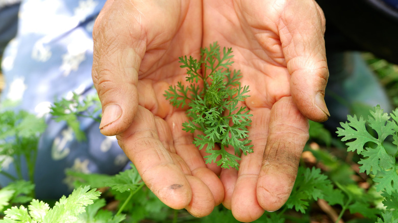 Hands cradling a young cilantro plant in a garden.