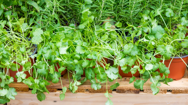 Cilantro growing in pots.