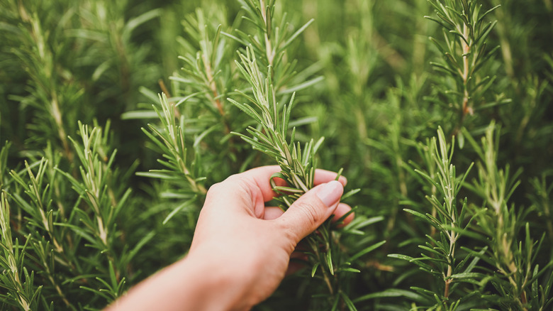 Someone harvesting rosemary from its plant.