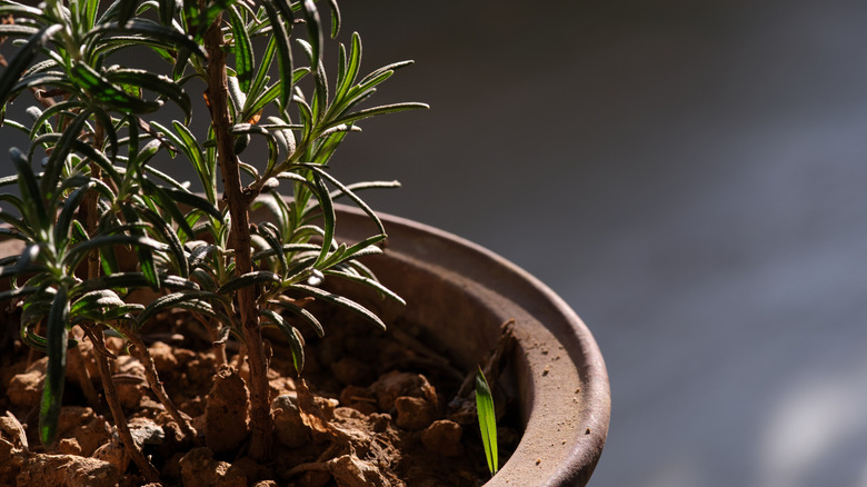 Potted rosemary plant
