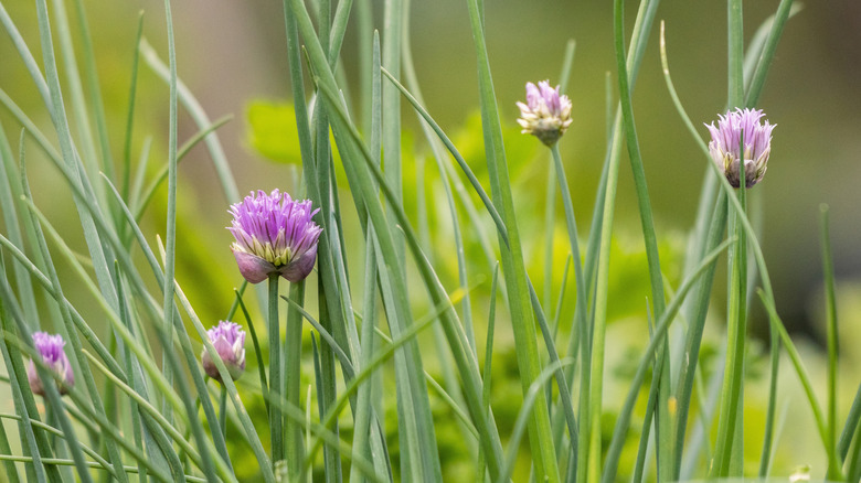 Flowering chives in a garden.