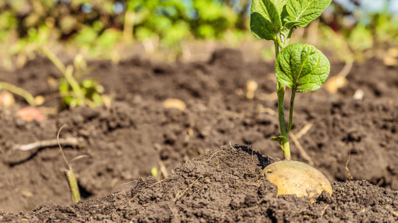A potato emerging from the soil.