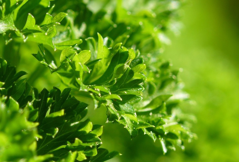 Parsley