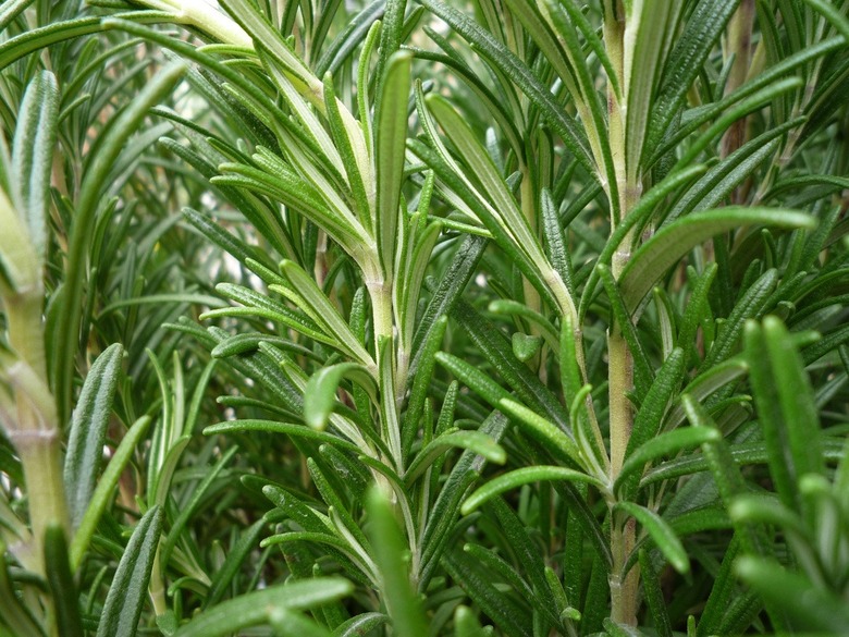 Rosemary for remembrance