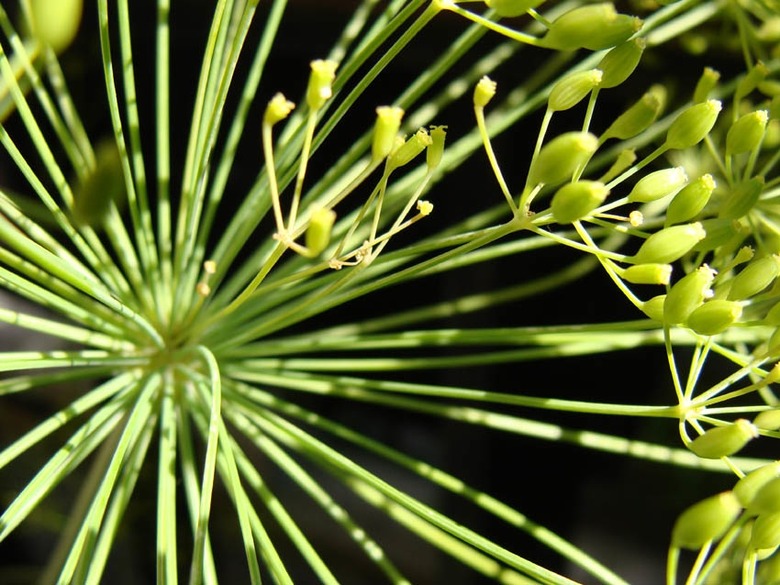 Flowering dill