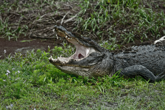 Gator Chomp Flickr Steven Verlander