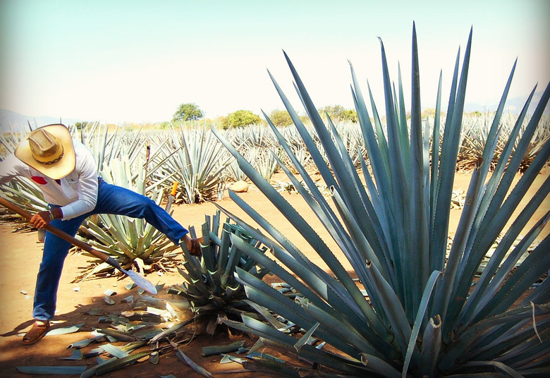 Hecho In America: 8 Tequila Brands Owned By Americans