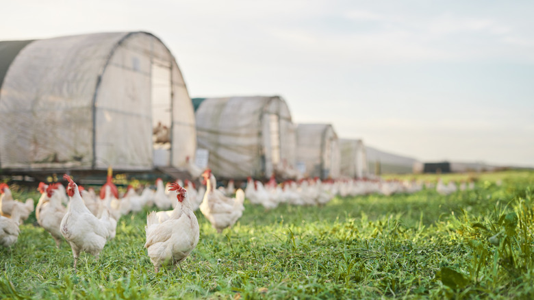 Hens gathered outside white tent-style chicken coops