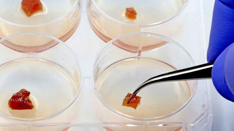 lab grown meat being examined