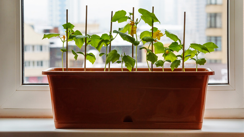 Cucumber plants on a windowsill
