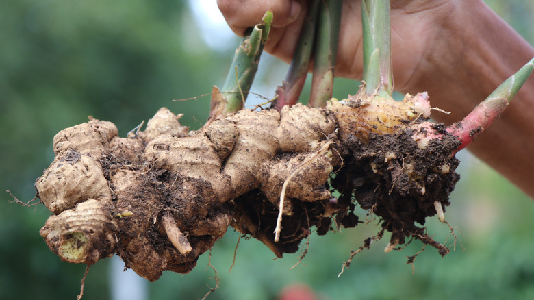 Ginger freshly pulled from the earth