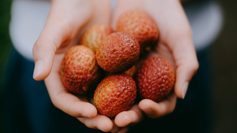 Hands holding many whole lychees