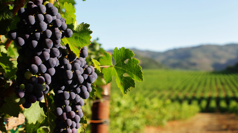 grapes on the vine in a field