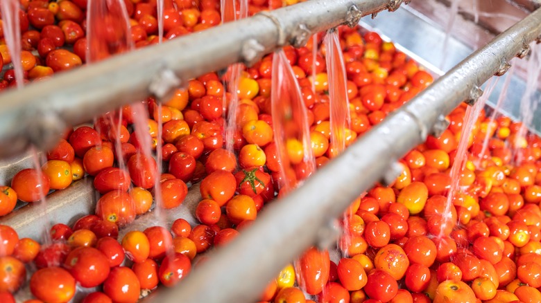 Tomatoes receive a bath in a factory
