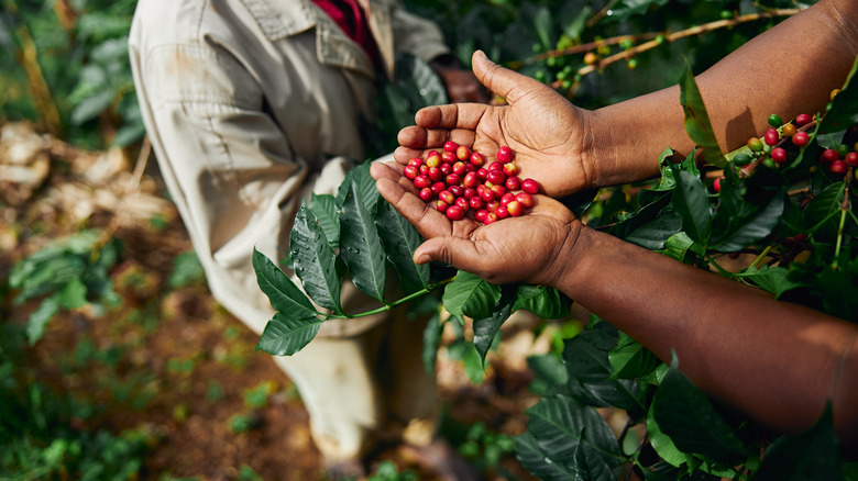 workers gathering coffee cherries