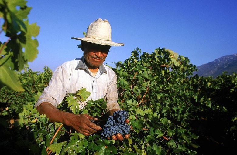 Hold The Spit Take! There's Actually Some Good Wines Being Produced In Mexico.