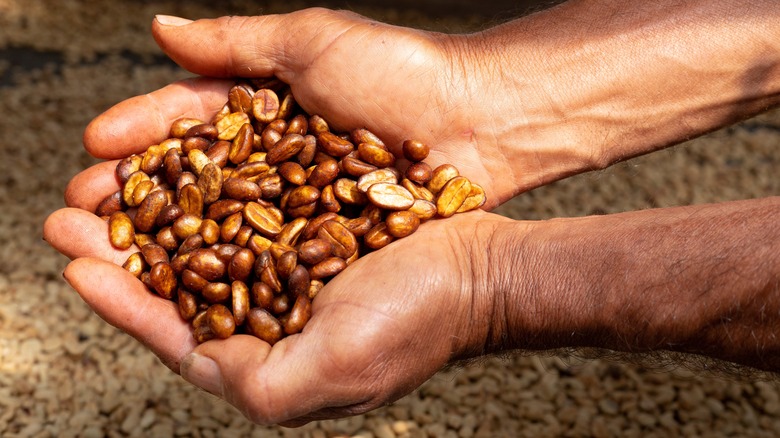 Hands holding pile of coffee beans