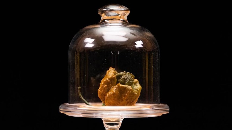 Pepper X in glass display case