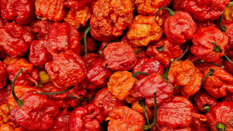 Dozens of bright red Carolina Reapers in a pile