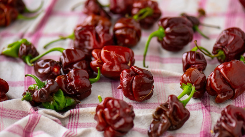 Lots of Trinidad Moruga Scorpion peppers on a cloth