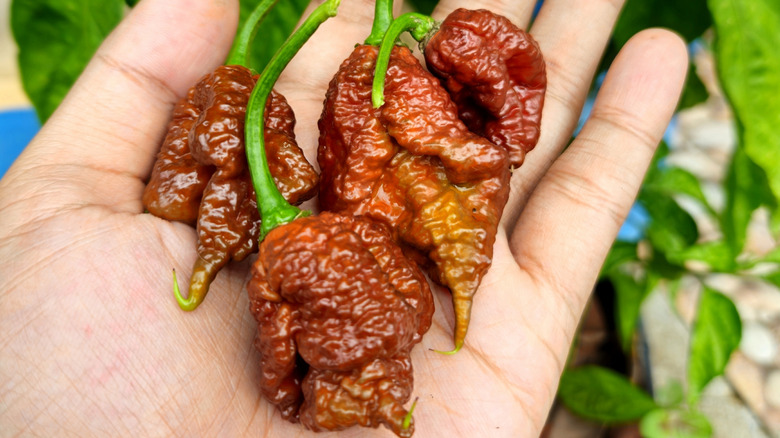 Hand holding a few dark red 7 Pot Peppers