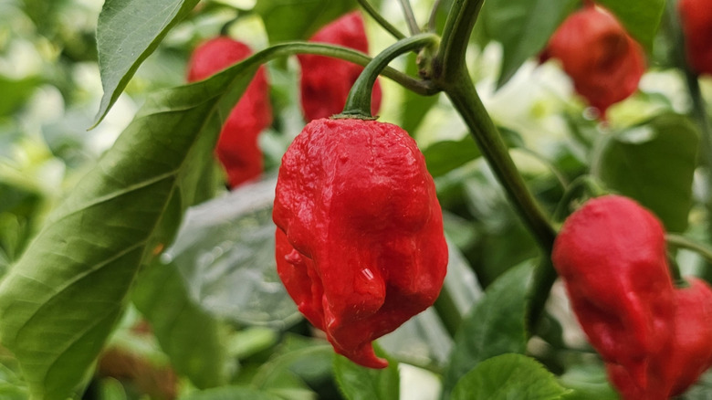 Closeup of Trinidad Scorpion Butch T growing on plant