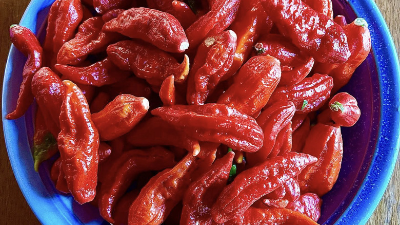 A bowl filled with bright red Komodo Dragon Peppers
