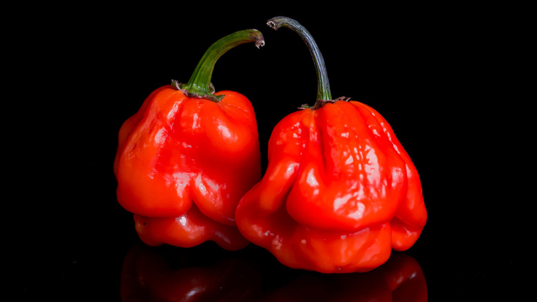 Two red Naga Viper peppers on a black background